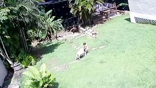 Dog Protects His Baby Sister || ViralHog