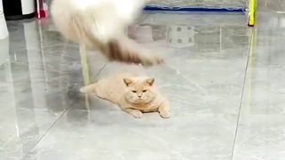 Watch the video until the end