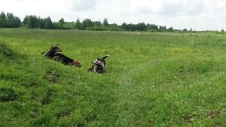 Dogs run and play