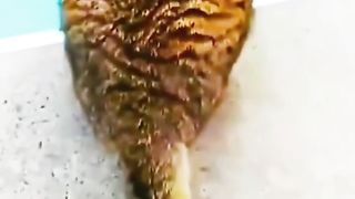 the funny animal
