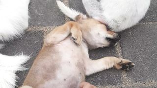 Funny dog 53