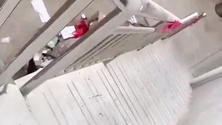 Ce chat est très courageux