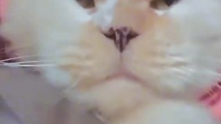 kelakuan kucing lucu