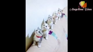 Kucing lucu 59