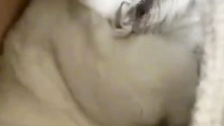 kucing imut