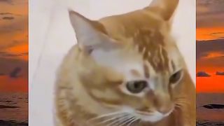 kucing nyanyi
