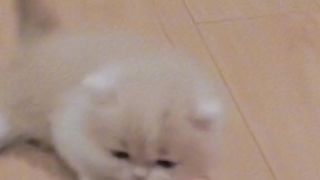 anak kucing imut