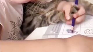 funny animal videos part 4 | video - video hewan lucu bagian 4