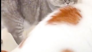 liat endingnya bikin ngakak