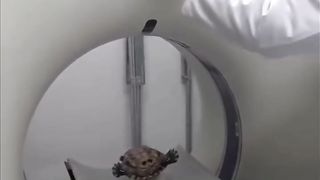 Китаец сделал МРТ черепахе #trending #top #new #tiktok