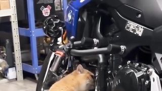 Oyen ahli segala bidang ????????