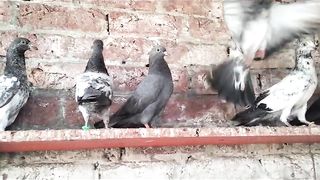 Mix pigeon chiks for flying high