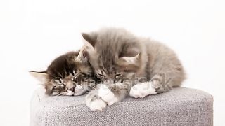 cute cat 47