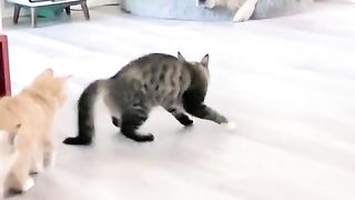 Kocak 7