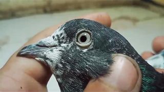 Parvazi pigeon beautiful breeder pair best flying