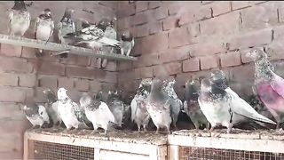 Jathiy pigeon beautiful breeder pair