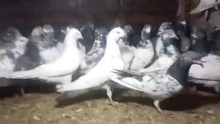 Beautiful pigeon breeder pair best flying