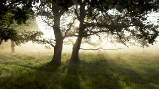 "Silent Sanctuary: Finding Solace in Nature's Embrace"