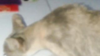 Very Charming Cat