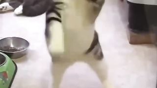 The cat is dancing on the glass