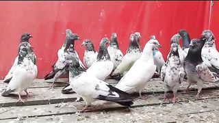 Mix Beautiful pigeon breeder pair best flying