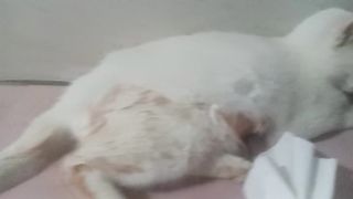Sedihnya kucing keguguran.