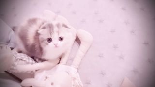 A Very Cute Kitten