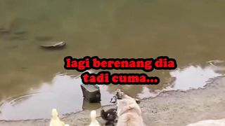 funny animal videos part 5 |video - video hewan lucu bagian 5