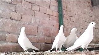 Wahshi breeder pair pigeon beautiful blue aye