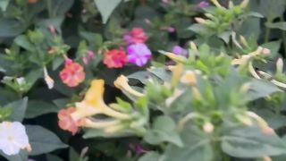 Beautiful flower at Winnipeg