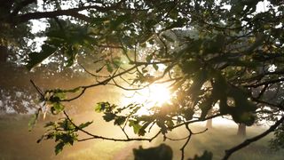 "Infinite Eden: A Cinematic Dive into Timeless Landscapes"