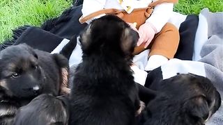 German Shepherd Puppies Surrounds a Cute Baby.
