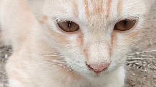 Anak kucing oren
