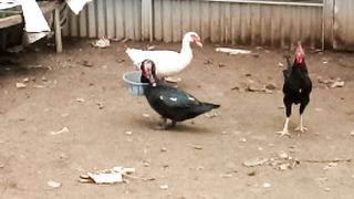 Funny Animal 20