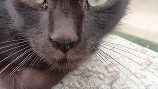 Anak kucing hitam