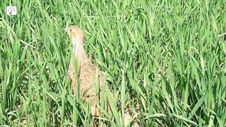 Bhura Teetar awaz,Francolin Bird Best Sounds