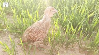 dakhni teetar ki boli shobha k time,teter awaaz,titer sounds