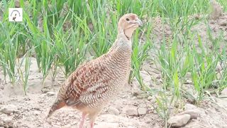 New Pheasant Bird Sound,Grey Francolin New Baby Ki Awaz