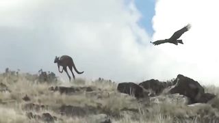 How Eagle Attack Kangaroo Success