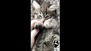 Cute Cat 88