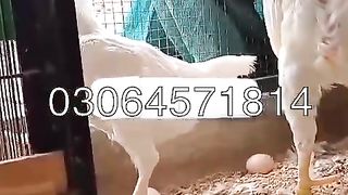 White Aseel murghaa breeder murga for the sale