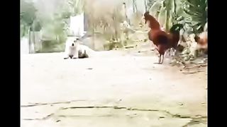 Dog copy of cock  watch.  ????????????????