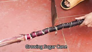 Home Garden - How To Growing Sugar Cane