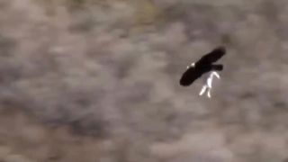 Eagle Attack Mountain Goat