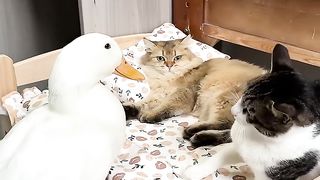 Who will claim victory in this hilarious showdown