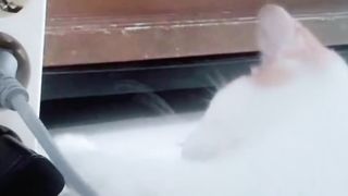 White Cat the Cockroach Hunter