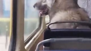 Собака ездит по Одессе на ТРАМВАЕ #trending #tiktok #new #top