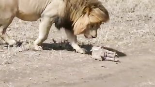 Cute lion cubs meet dad _shorts - cute baby lion