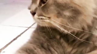 The Cat annoyed face towards its owner