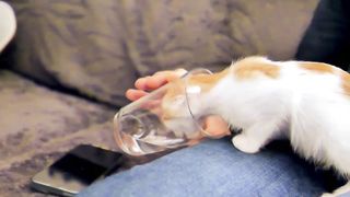 Fanny Animal Compilation - Cute Kitten